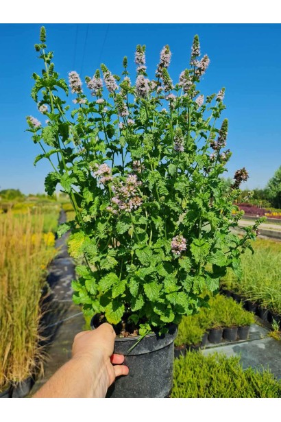 М’ята кучерява Кріспа - 3л/вис.30-40см/Ø20-30см